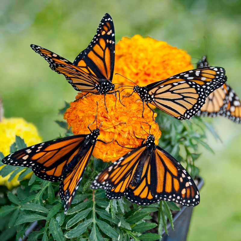 Butterfly Conservation Efforts