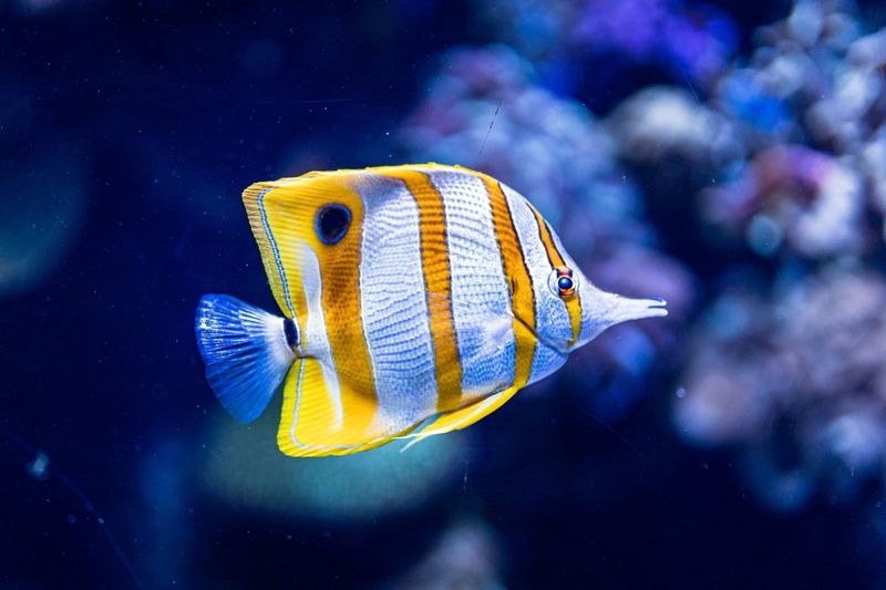 Butterflyfish