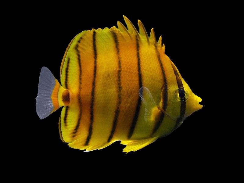 Butterflyfish