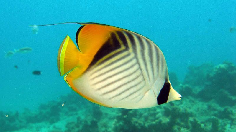 Butterflyfish