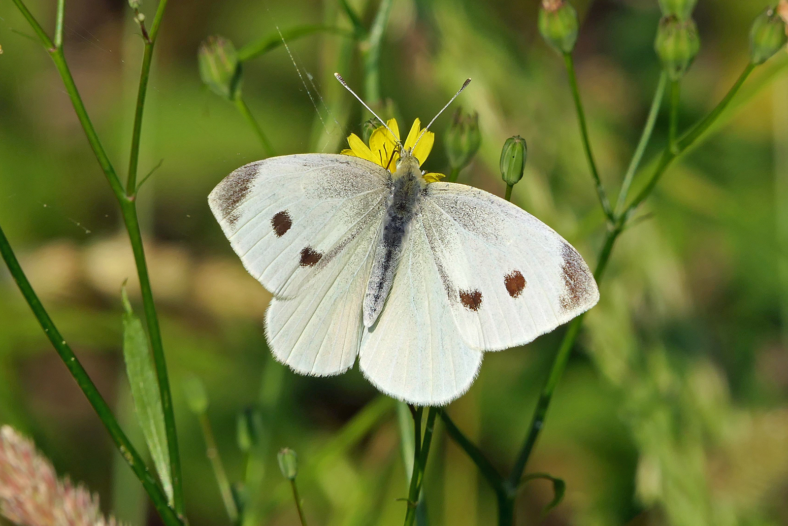 Cabbage White Butterfly