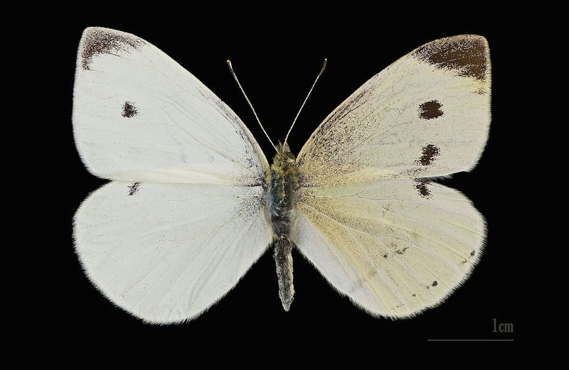 Cabbage White