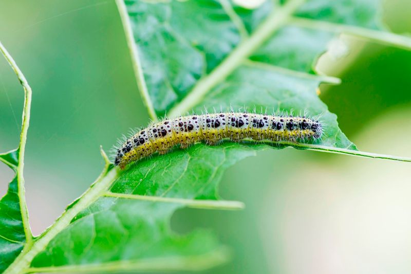 Cabbage Worms