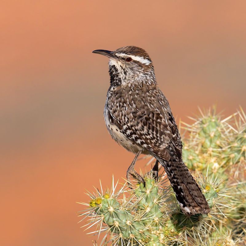 Cactus Wren