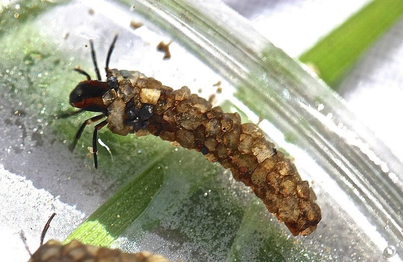 Caddisfly Larvae Cases