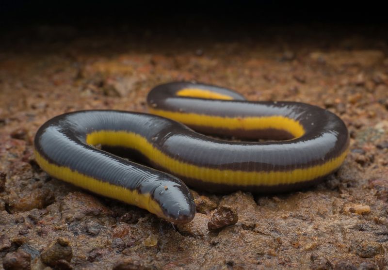 Caecilian