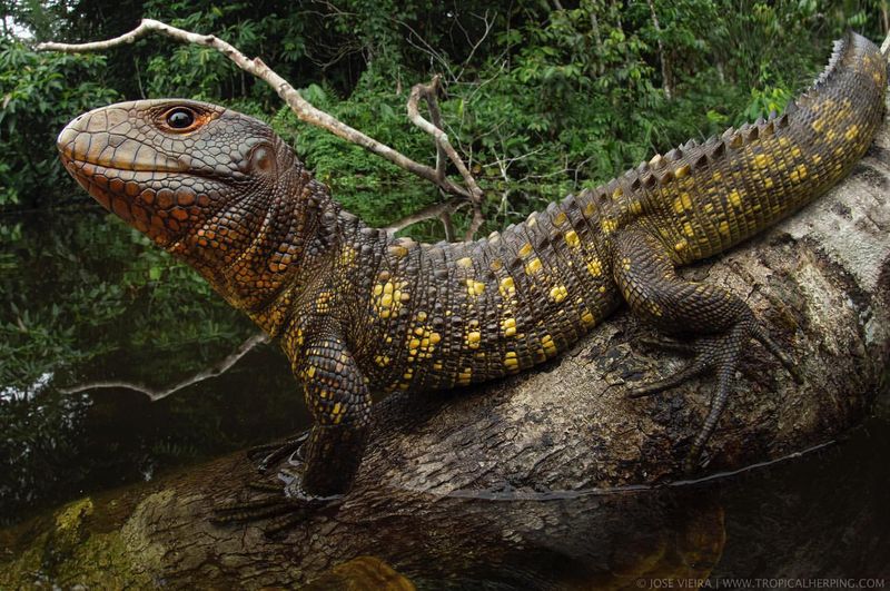 Caiman Lizard