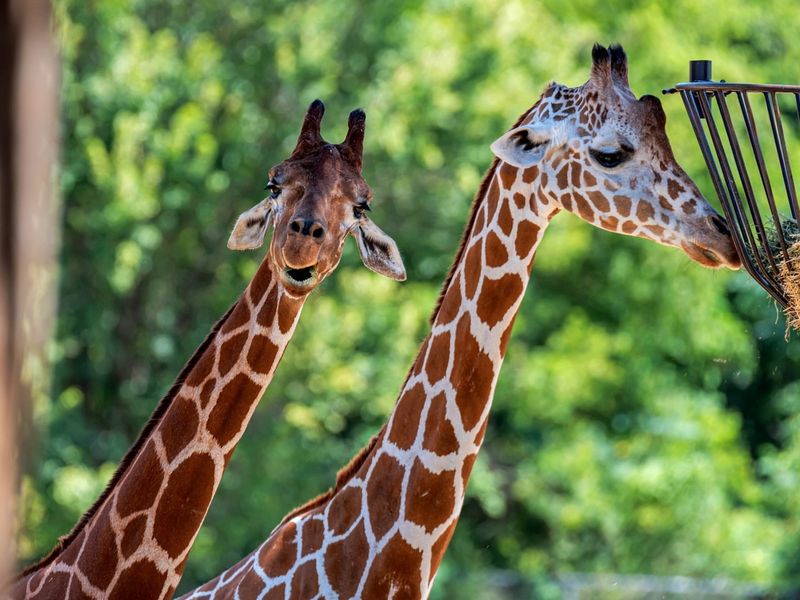 Caldwell Zoo, Texas