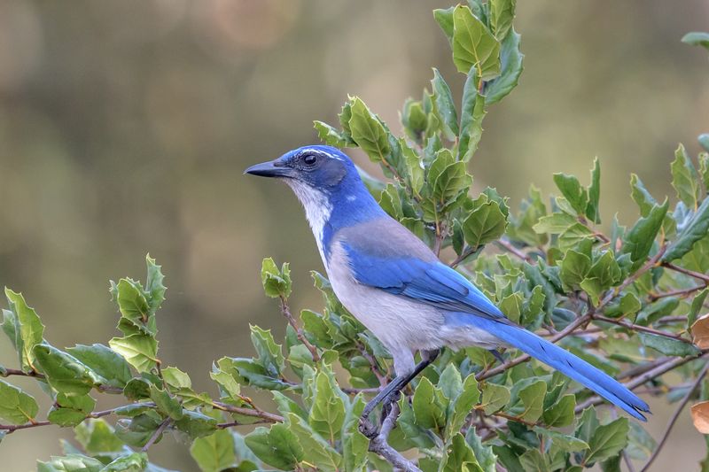 California - California Scrub-Jay