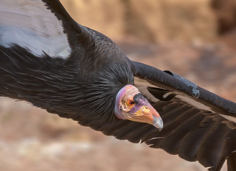 California Condor