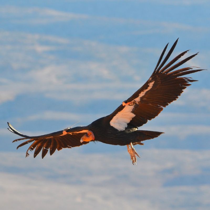 California Condor