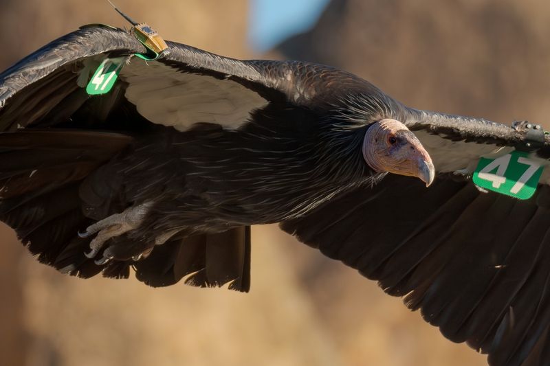 California Condor