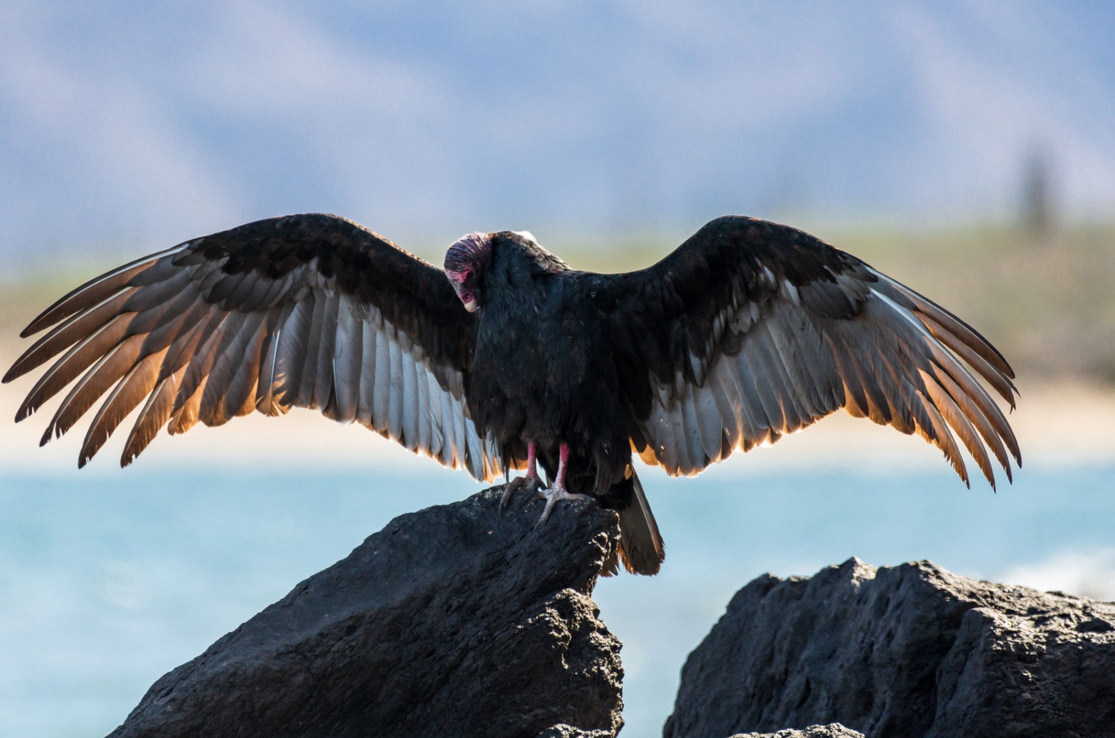 California Condors