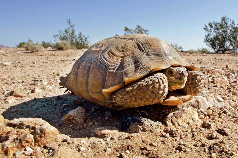 California Desert Tortoise