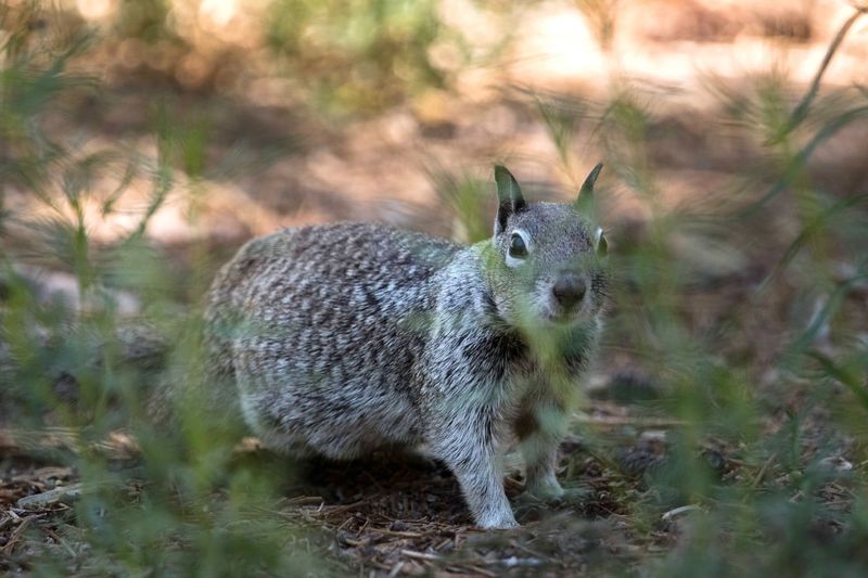 California Ground Squirrels