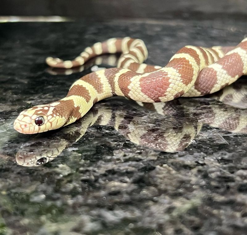 California Kingsnake