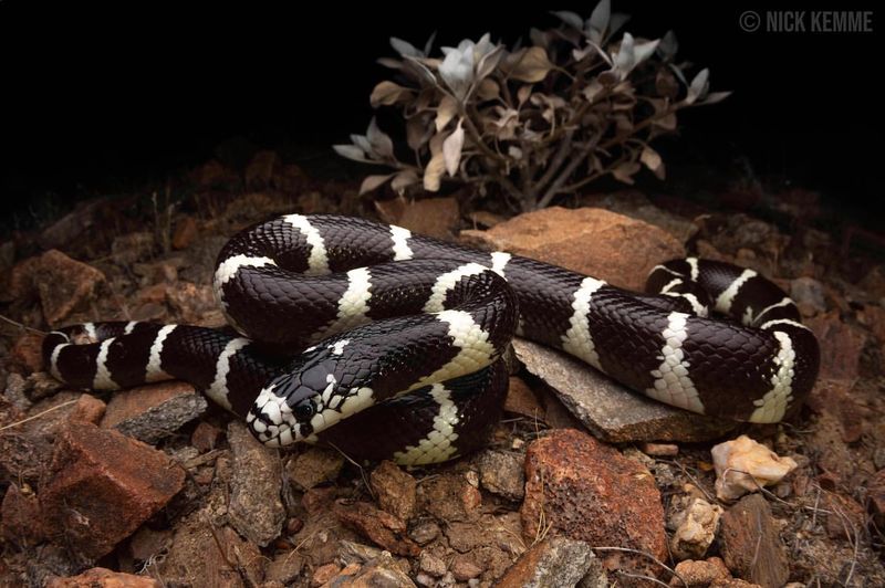 California Kingsnake