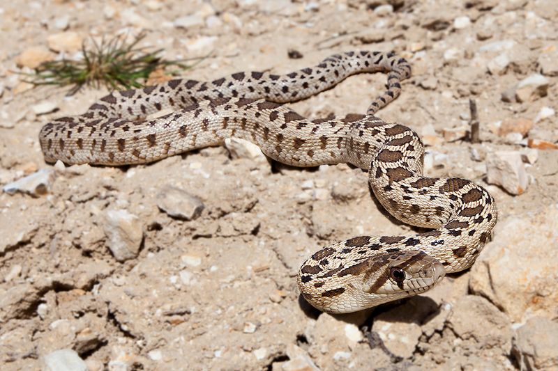 California - Pacific Gopher Snake