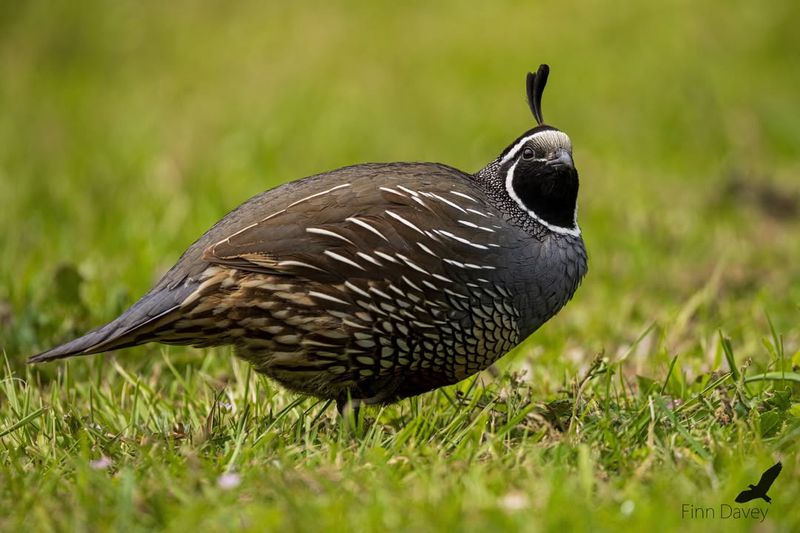 California Quail