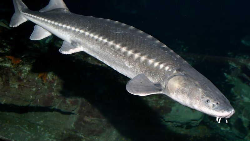 California: White Sturgeon