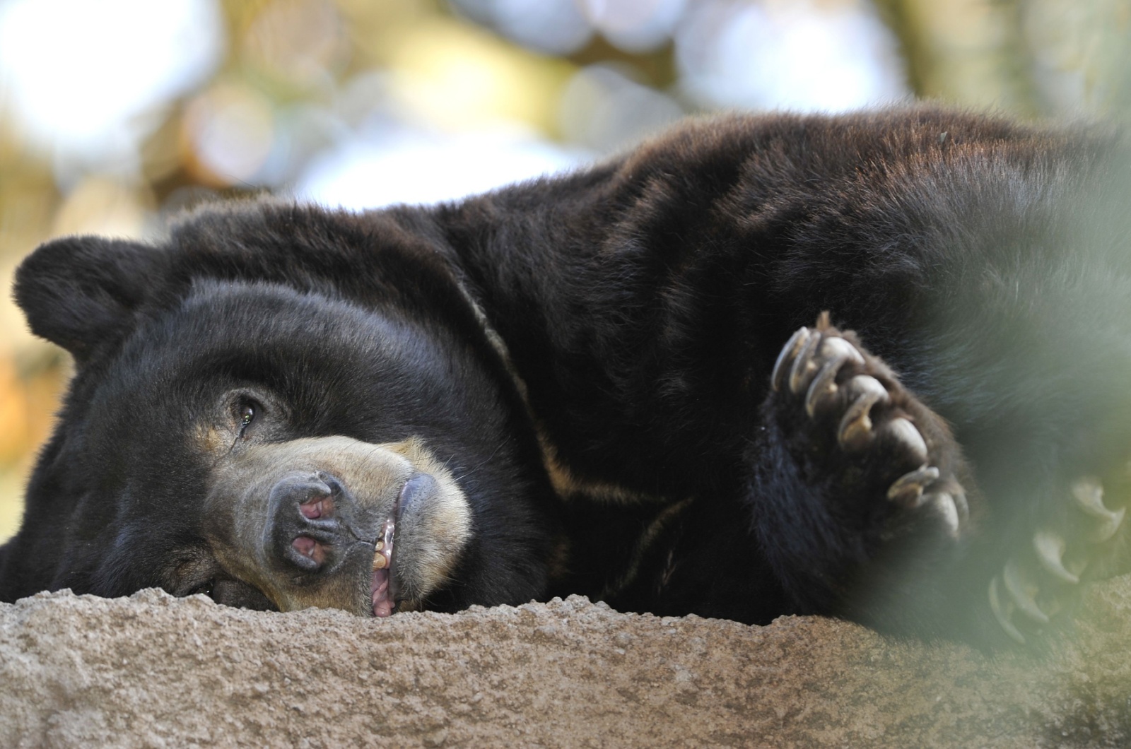 California black bear