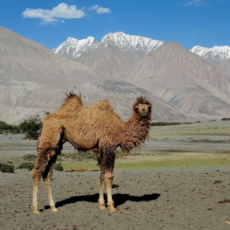 Camels Store Water in Their Humps