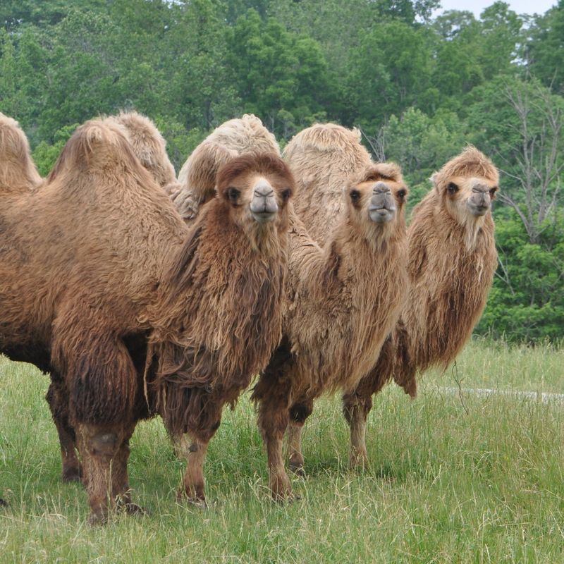 Camels