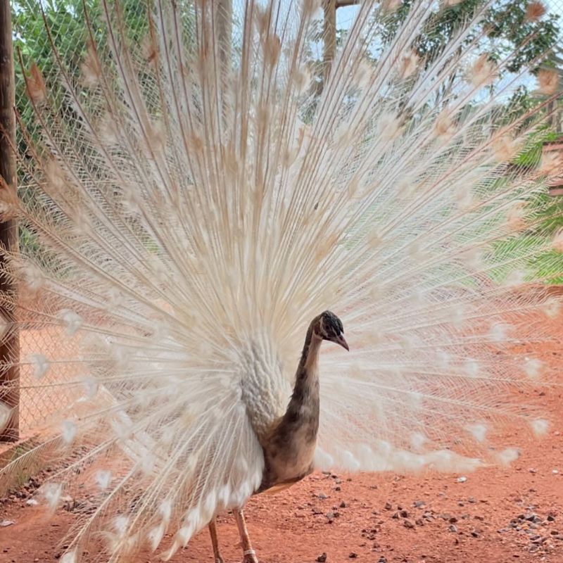 Cameo Peafowl