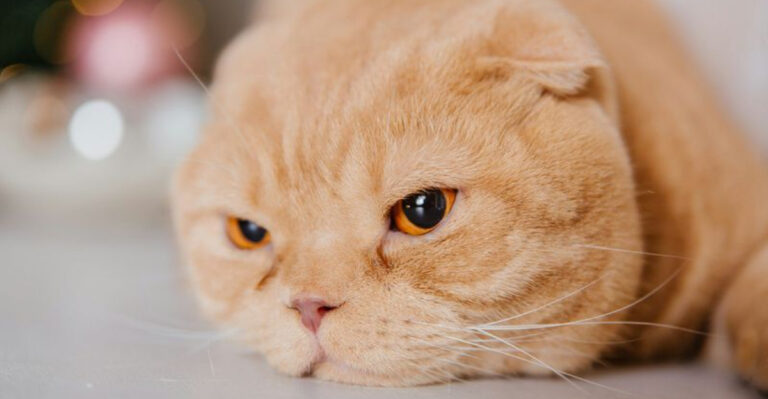 Can Cats Get Depression 10 Signs Of Depression In Cats