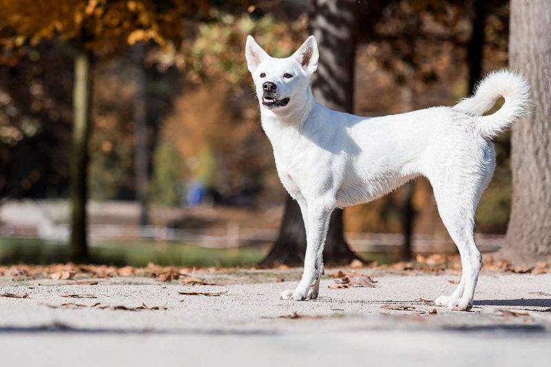 Canaan Dog