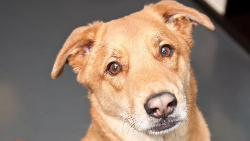 Canaan Dog