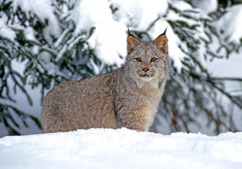 Canada Lynx