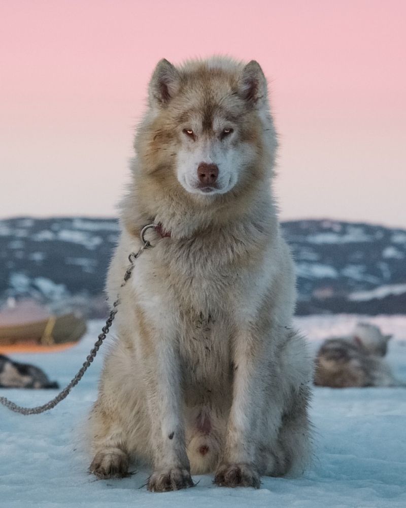 Canadian Eskimo Dog