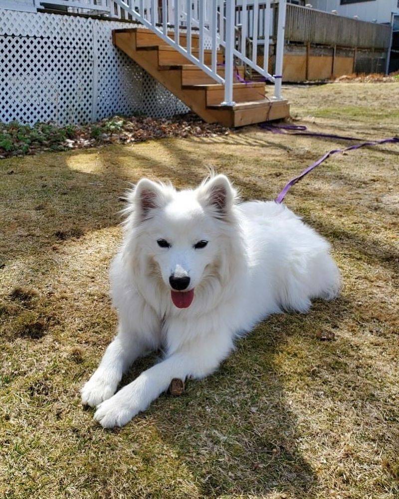 Canadian Eskimo Dog