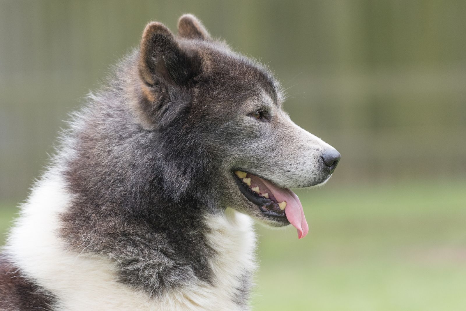 Canadian Eskimo Dog