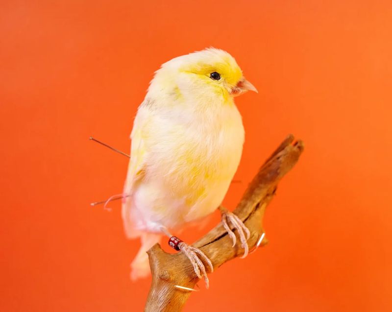 Canary