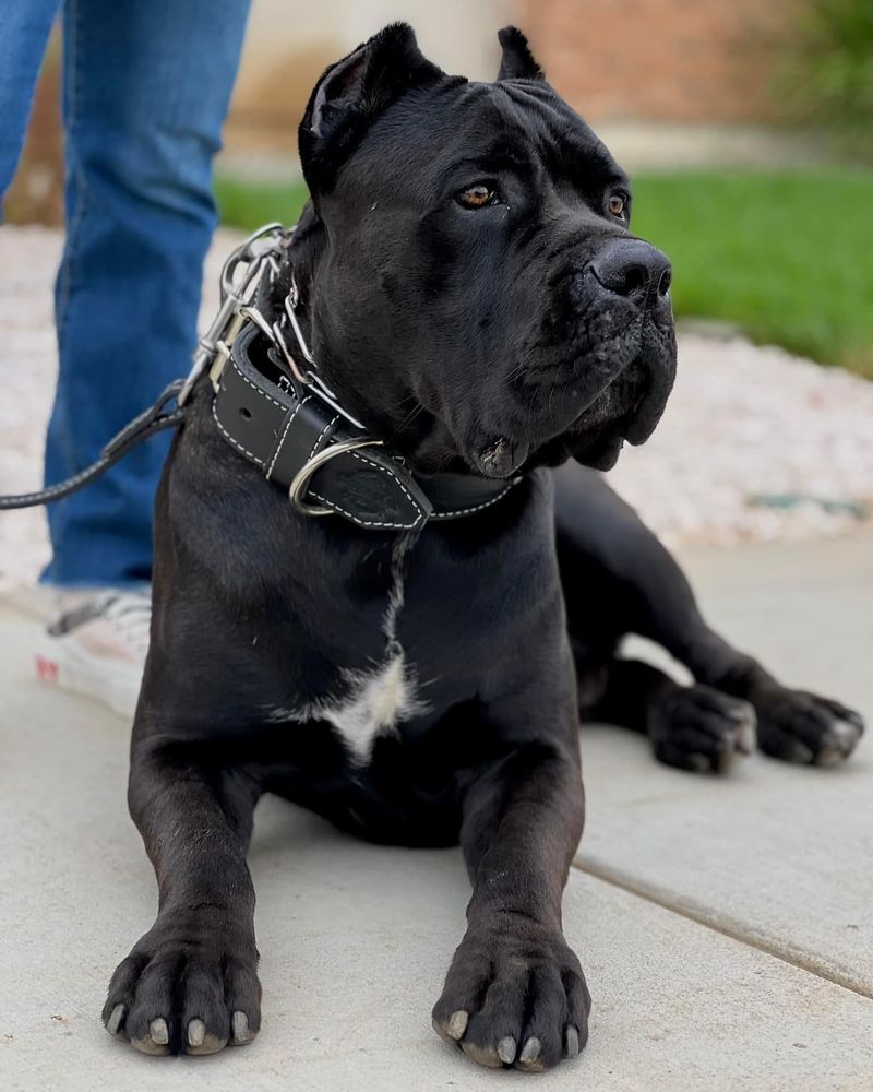 Cane Corso