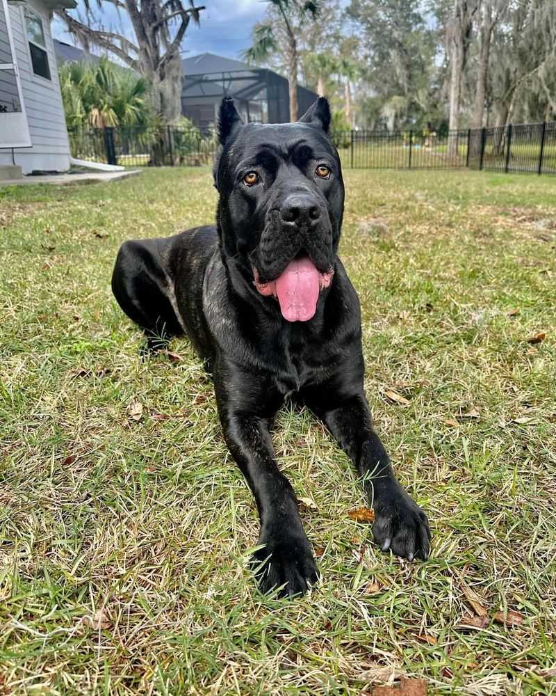 Cane Corso