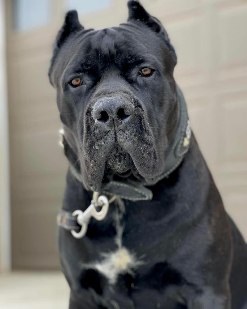 Cane Corso