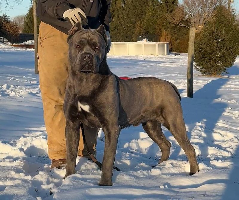 Cane Corso