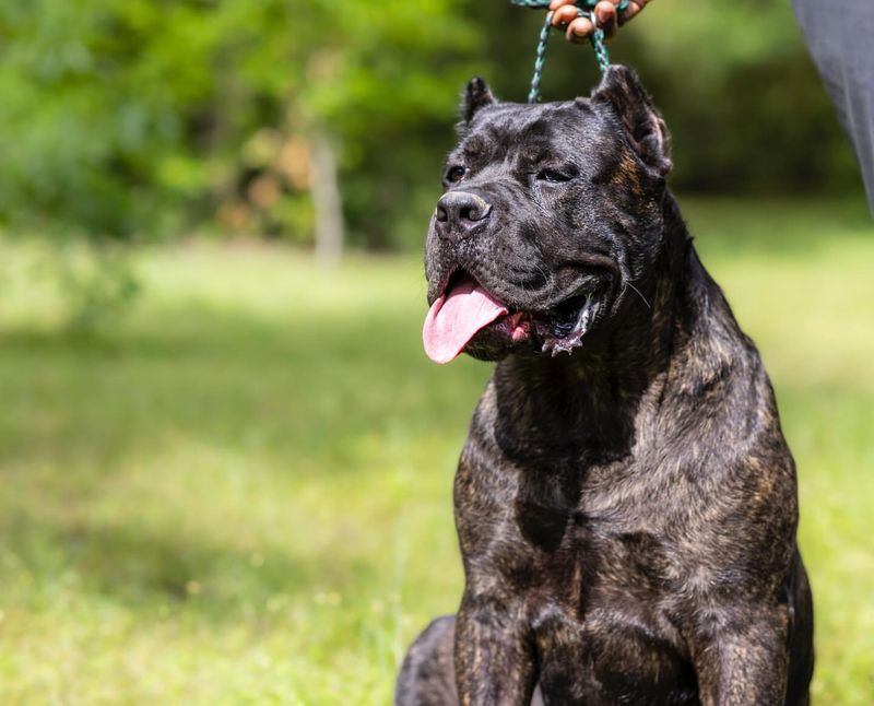 Cane Corso