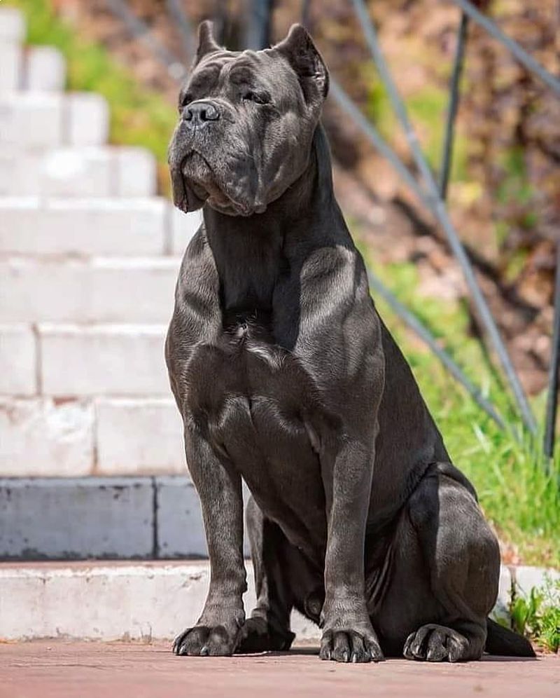 Cane Corso