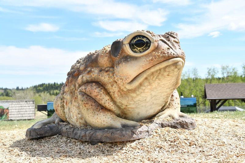 Cane Toad