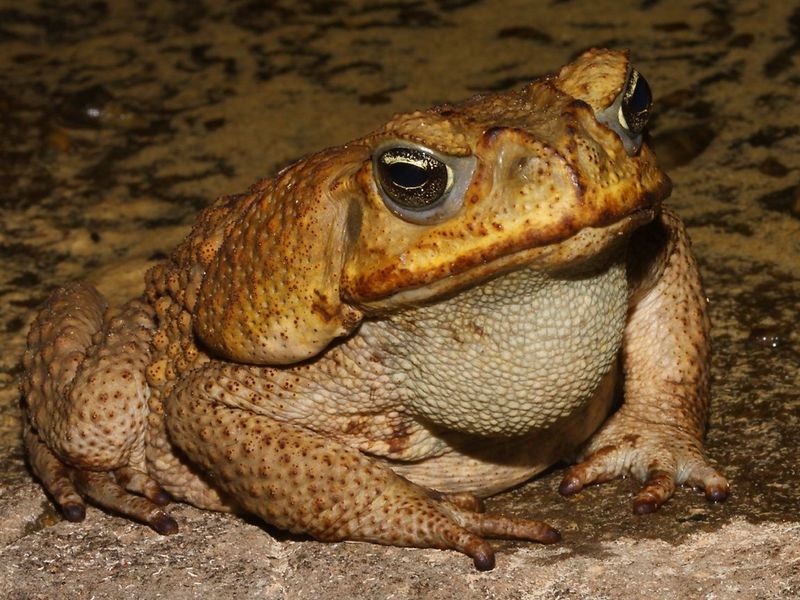 Cane Toad