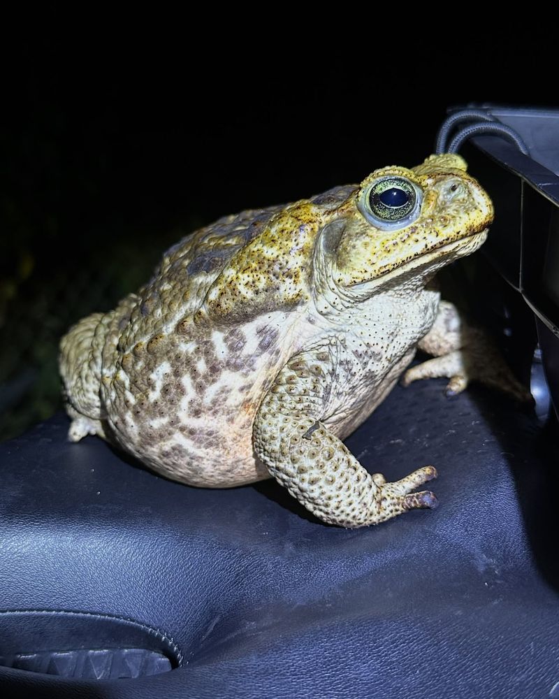 Cane Toad