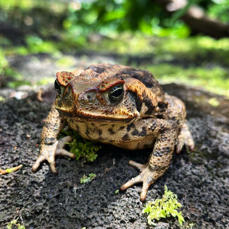 Cane Toad