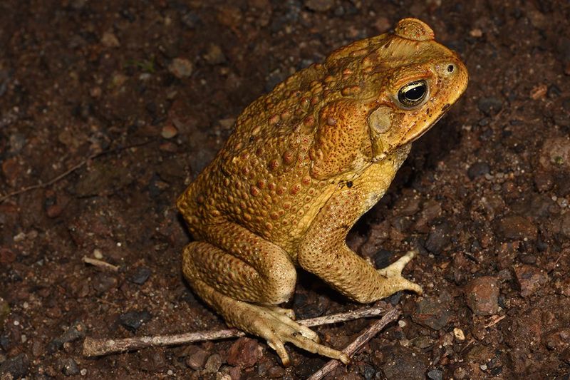 Cane Toad