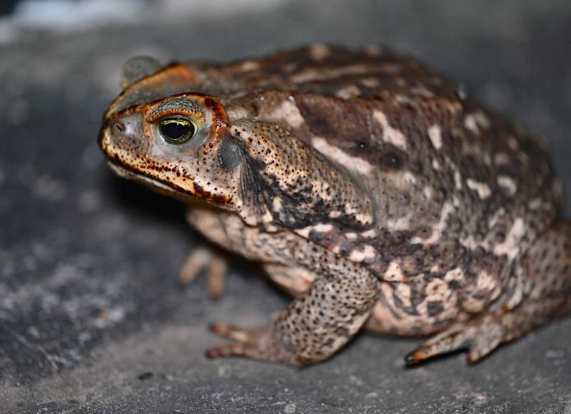 Cane Toad