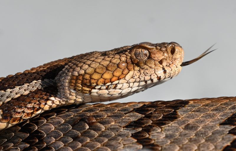 Canebrake Rattlesnake