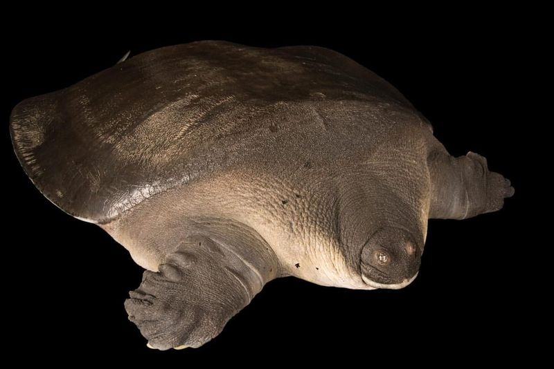 Cantor's Giant Softshell Turtle